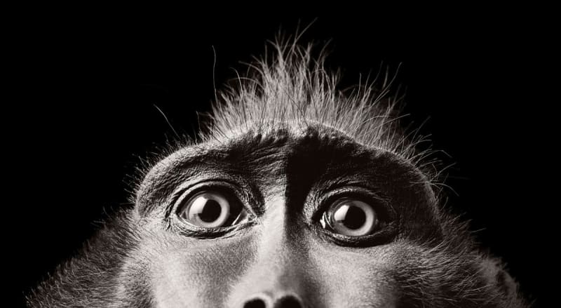 Tim Flach, Monkey Eyes, 2004 Platinum print, 51 x 61 cm