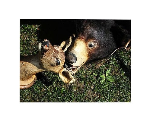 Political Abstract (Doe & Bear), 2012