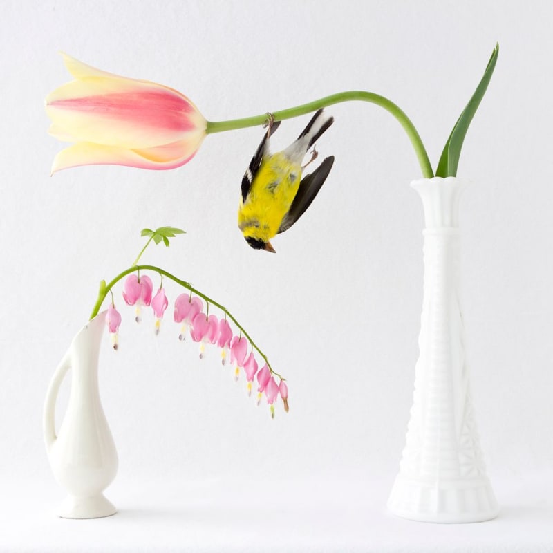 Aviary - The Bird in Contemporary Photography