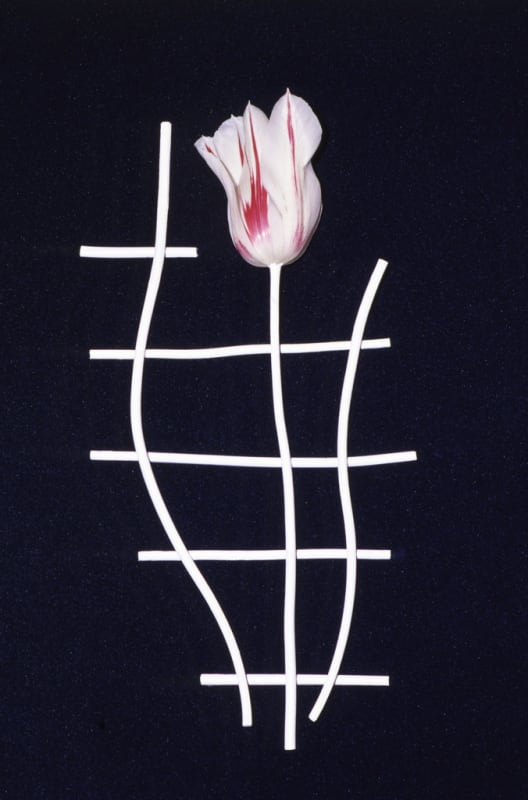 Unglee, « Tulipe », série Éludienne, Paris - 30 avril 1992 - juillet 1992