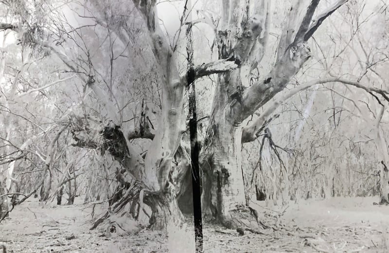 Brook Andrew, detail from guulany (solar), 2023. Black and white fibre print. Image courtesy of the artist