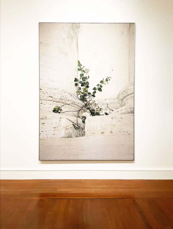 DAVID HARTT / CINCINNATI ART MUSEUM, USA