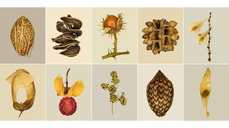 Tilyen Mucik, Semena