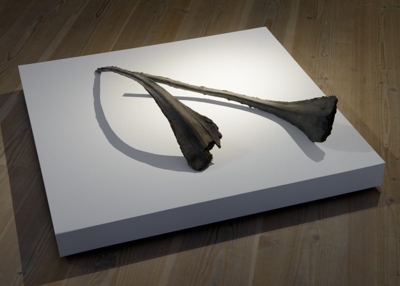 CONGREGATION, Saad Qureshi