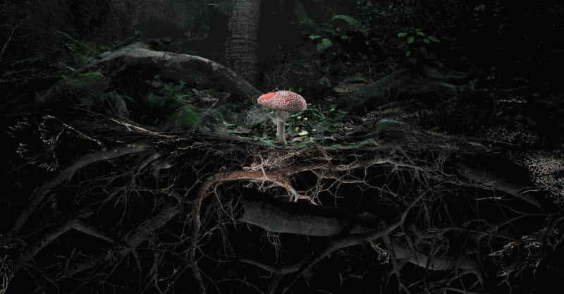 The Guardian | Marshmallow Laser Feast