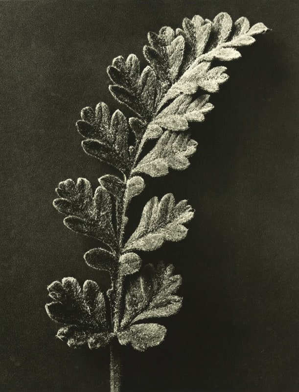 Karl Blossfeldt, Forms in Nature (Hayward Touring Show)
