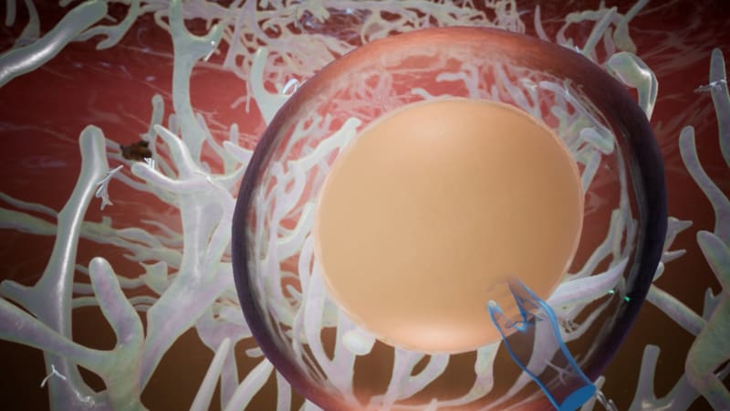 Jonah King, “Honey Fungus”, 2023, VR Film / Installation, Dimensions variable