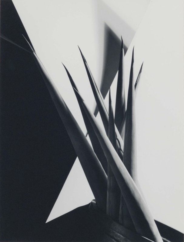Modernist study of agave plant