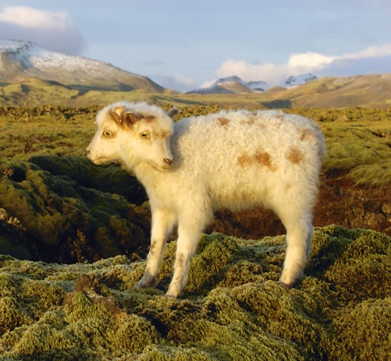 ÓLÖF NORDAL , Iceland Specimen Collection