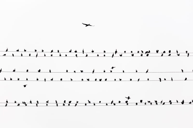 #09 Sakura - Yoshinori Mizutani