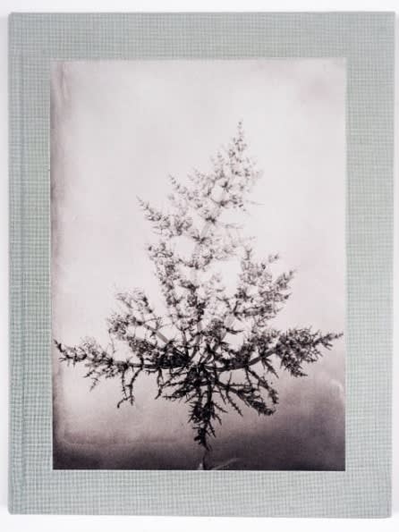 Wakame - Steffen Diemer