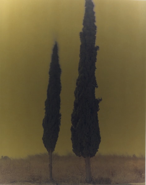Cypress Mark #02 2005 C-Print mounted on aluminium, Edition 1 of 6 150 x 120 cm