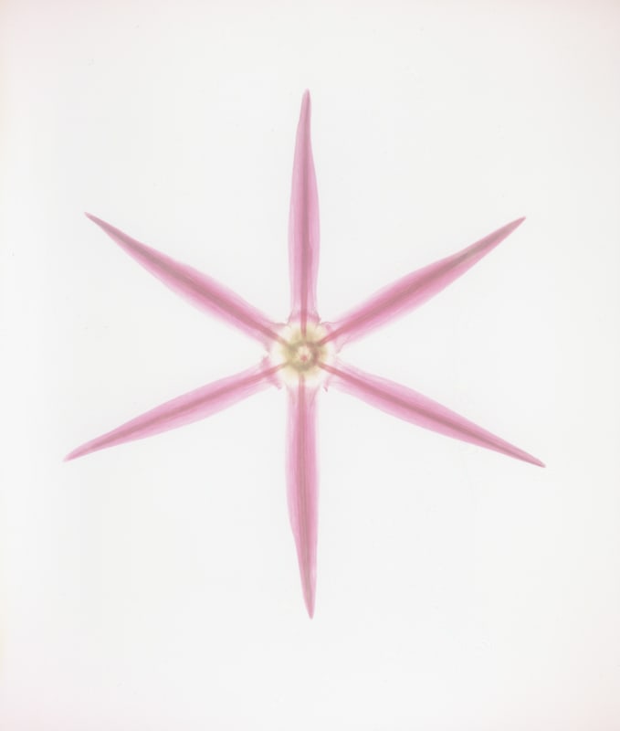 Garry Fabian Miller, 'Giant Allium', July 6th 1997, Light, flower, dye destruction print 22.9 x 19.3 cm print size 44.2 x 35.7 cm framed