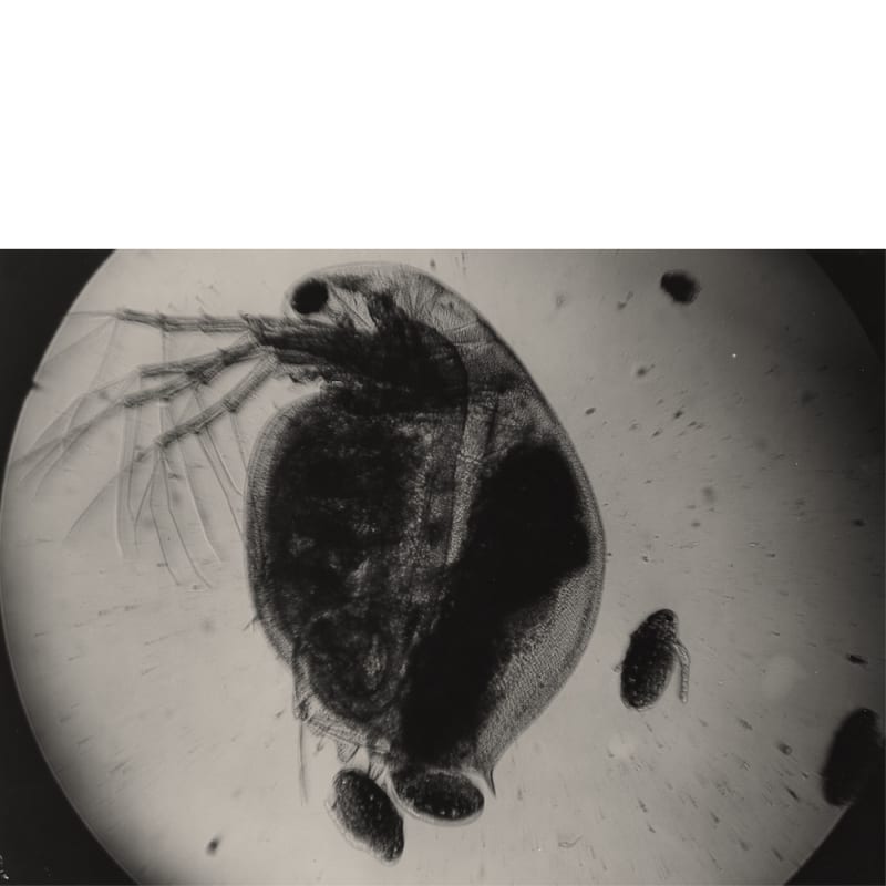 Jean Painlevé - La Daphnie donnant naissance à ses petits uniquement femelles, 1928