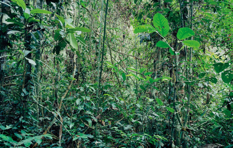 Close up image of foilage in a forest setting.