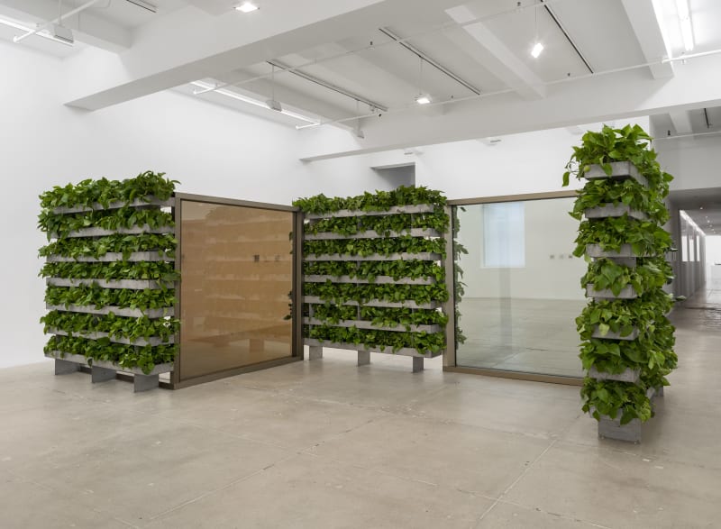 Dan Graham Hedges and Two Way Mirror Glass Labyrinth, 1991 2-way mirror, glass, aluminum, live plants