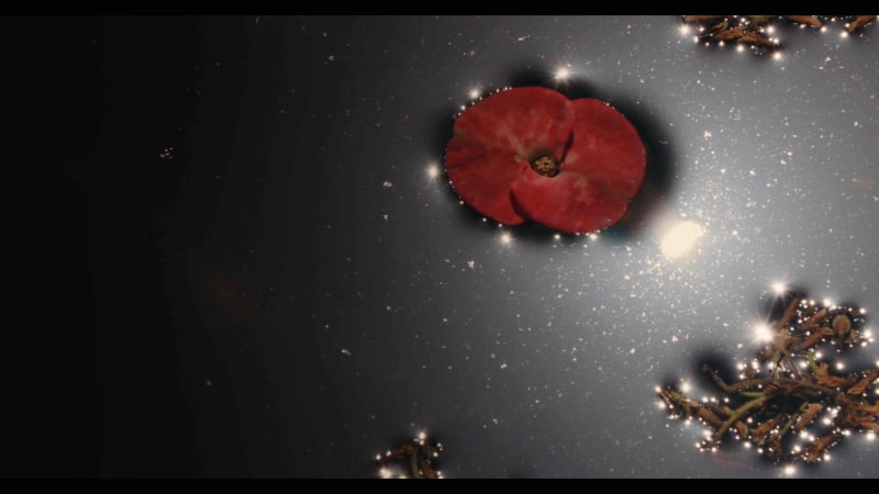 Amar Kanwar, The Peacock's Graveyard, 2023, 7 synchronized flat screens, Flat screen: 48 in. (121.9 cm) diagonal (each), Overall: 144 x 216 in. (365.8 x 548.6 cm), Commissioned by Sharjah Art Foundation