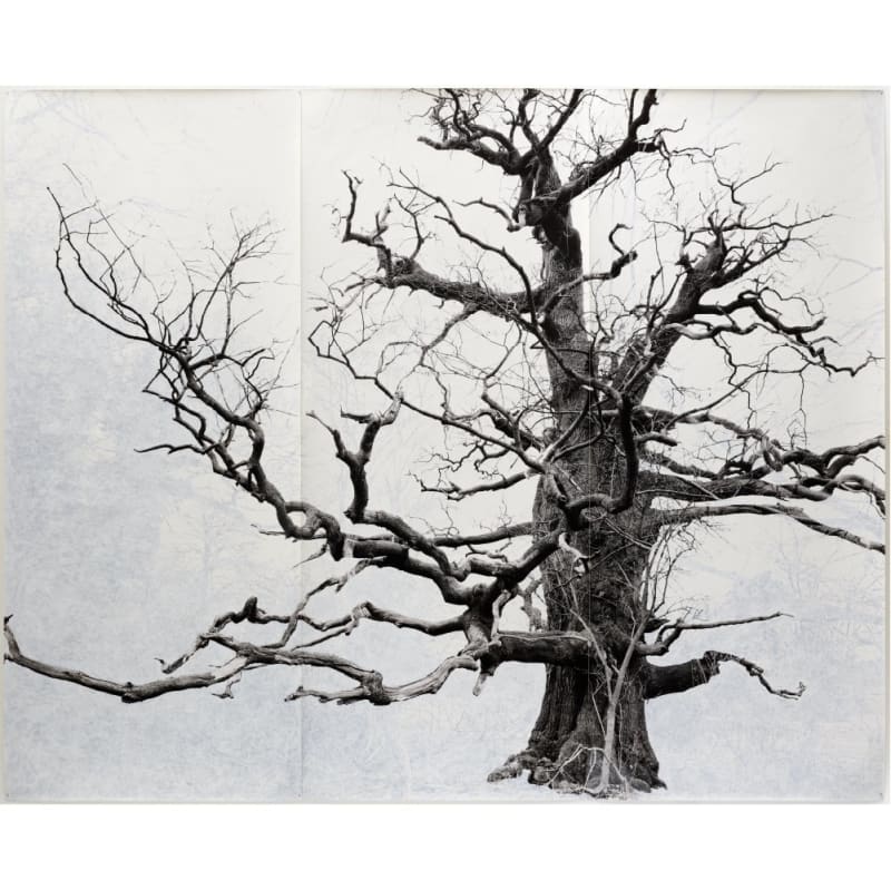 Tacita Dean, Beauty, 2006. silhouette of a tree Gouache on black and white fibre-based photograph