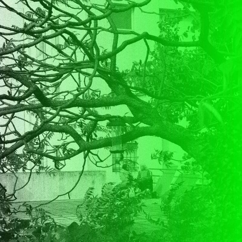 photograph of a tree