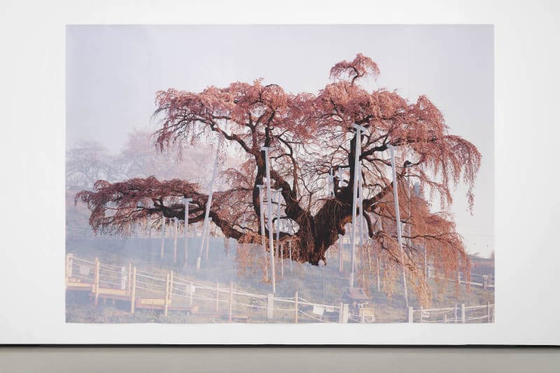 Tacita Dean's Sakura (Taki I), 2022, made with colored pencil on Fuji Velvet paper mounted on paper