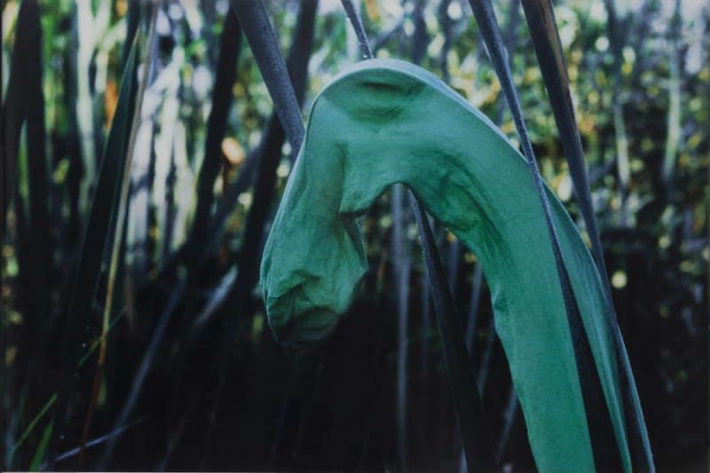 Lothar Baumgarten, Leda / Schwan,1969