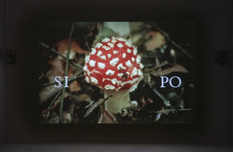 Lothar Baumgarten - Origin of the Night (Amazon Cosmos): Alserkal, Dubai