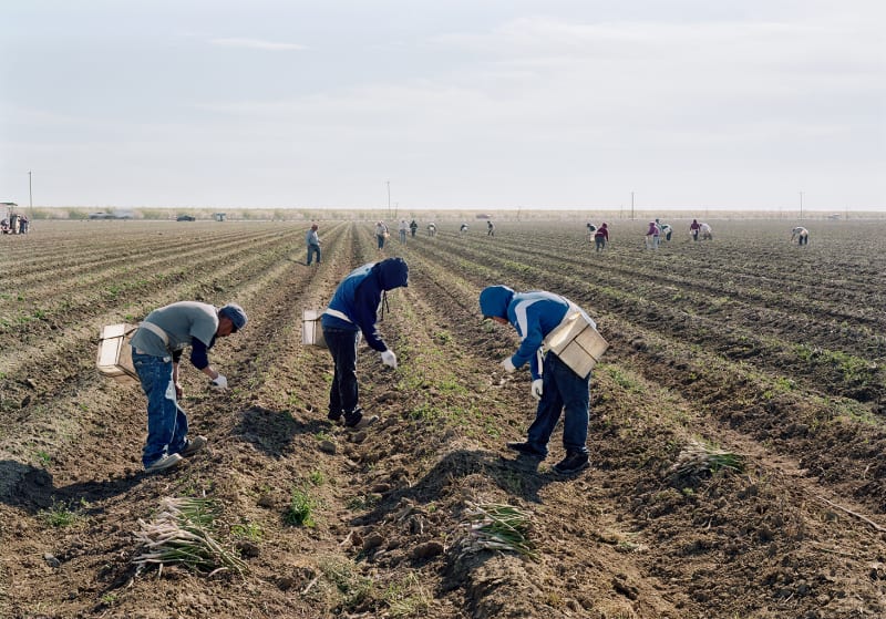 An-My Lê Fragment II: Migrant Workers Harvesting Asparagus, Mendota, California, from Silent General, 2019