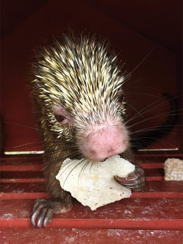 Gabriel Orozco, Porcupine Eating a Tortilla, 2016
