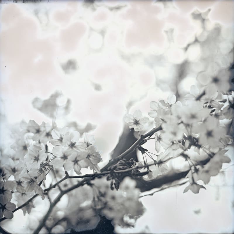 Takashi Arai, Sakura Bandobashi, March 28, 2019