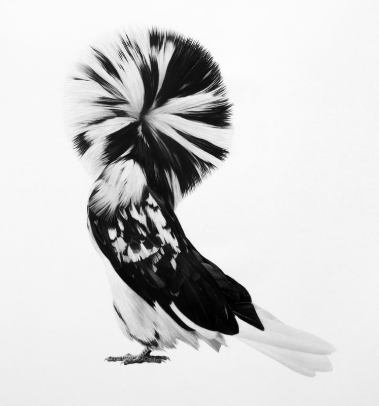 Jonathan Delafield Cook Dove, 2016 Charcoal on paper 70 x 66 cm / 27 x 26 in