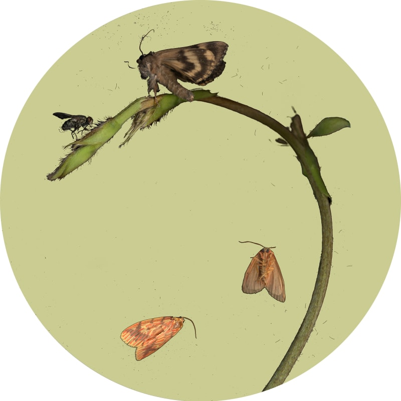 Sandra Kantanen Moth 1, 2014 Pigment Print, Diasec 19 cm / 7.5 cm diameter