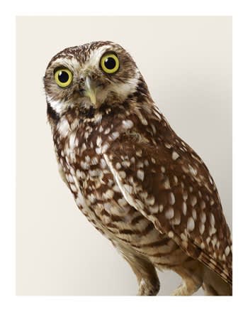Leila Jeffreys, 'Topper' Burrowing Owl, 2015