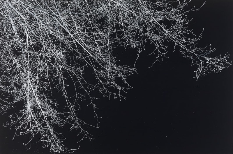 Sue Arrowsmith, My shining hour,, 2015