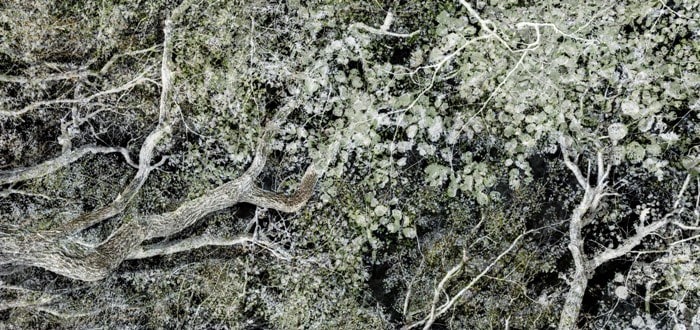 Santeri Tuori, Forest 32, 2017