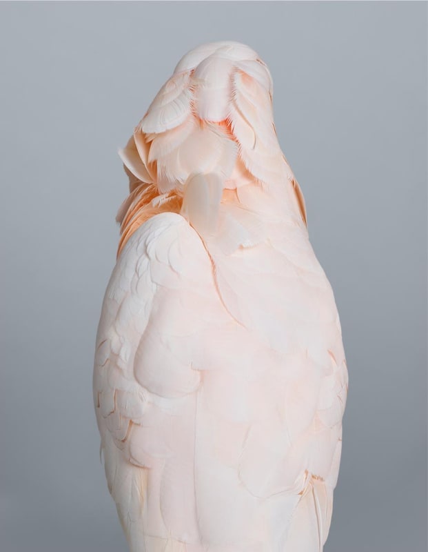 Leila Jeffreys From the series Ornithurae - Cockatoos, Prudence, Moluccan Cockatoo, 2017 Photograph on archival fibre based cotton rag paper 140 x 112 cm / 55 x 44 in Edition of 50 + 2 APs