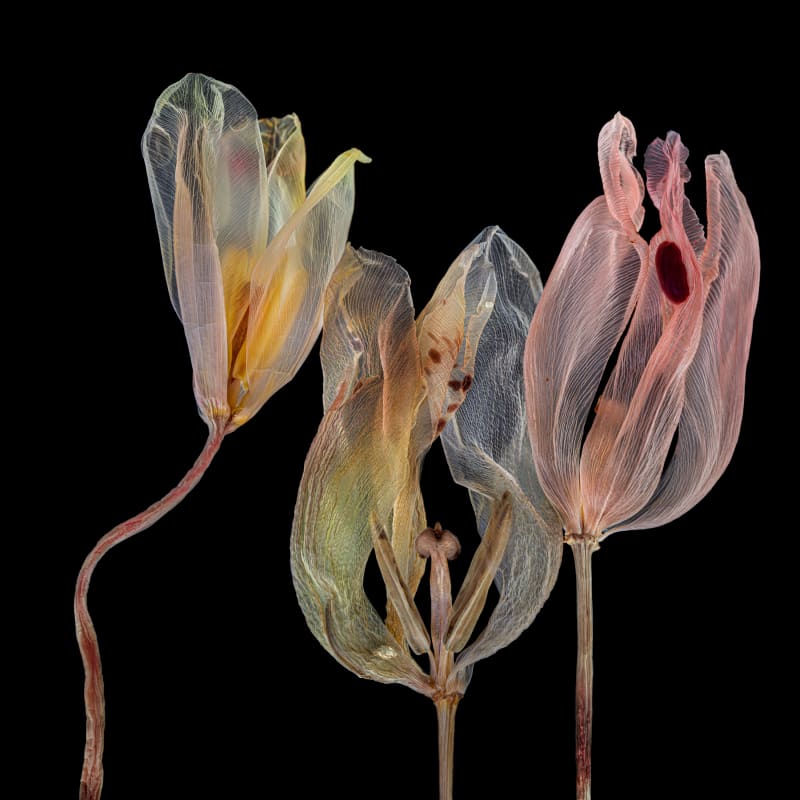 Fairies I/4