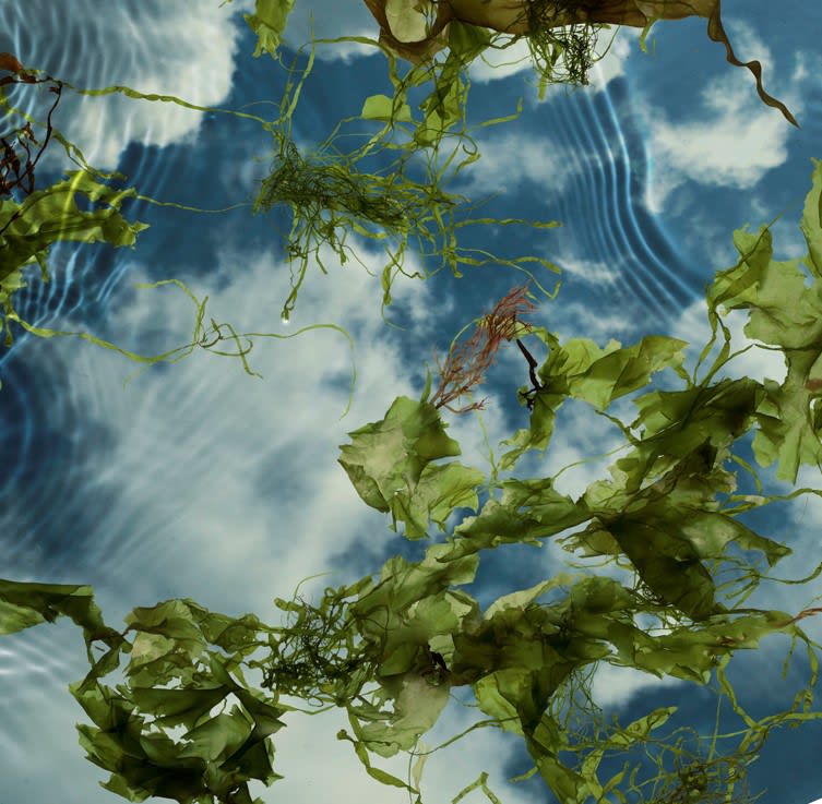 SUSAN DERGES: SEA GARDEN AT ROYAL ALBERT MEMORIAL MUSEUM & ART GALLERY, EXETER