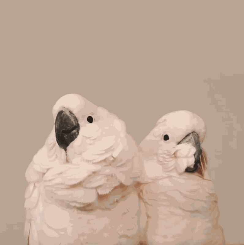 LEILA JEFFREYS VIDEO 'ORNITHURAE' HAS BEEN ACQUIRED BY MOSMAN ART GALLERY, SYDNEY