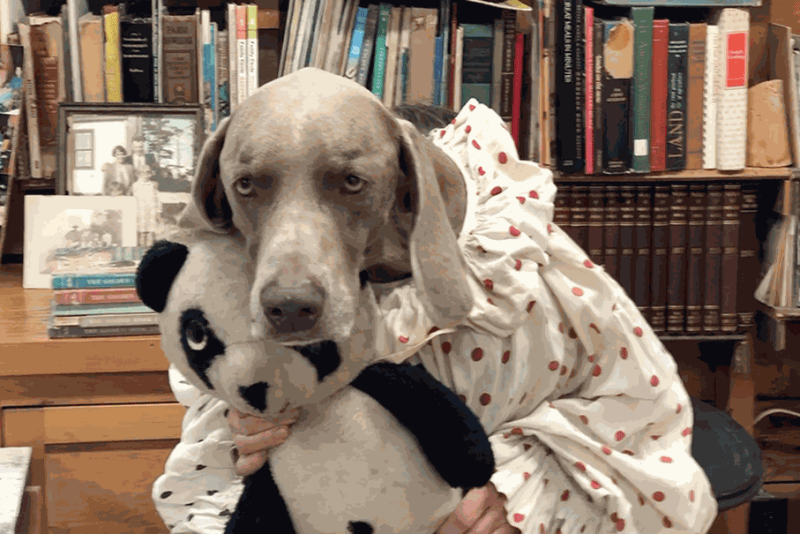 Still from Exquisite Moving Corpse (William Wegman)