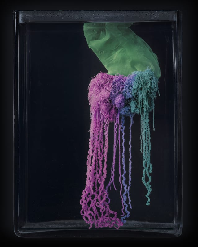 Jim Naughten photographic prints, as seen at the Wellcome collection, are available to purchase at the Rebecca Hossack Art Gallery (Mersuka Dopazo)