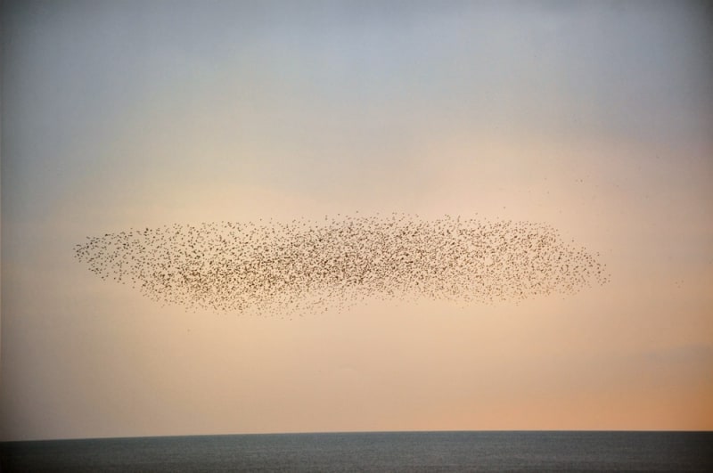 Murmuration