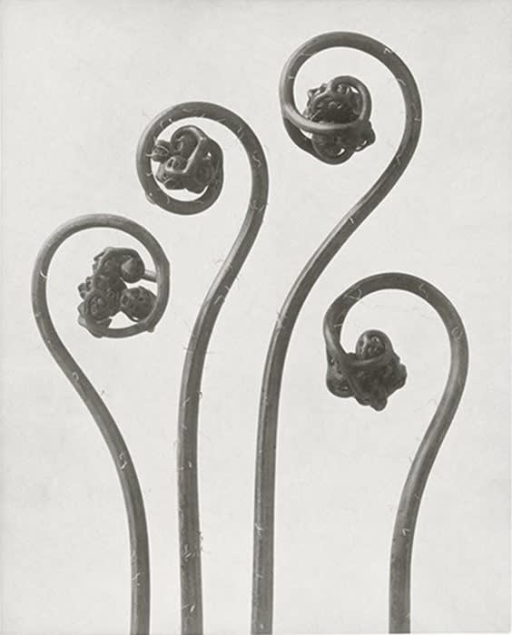 Karl Blossfeldt: Flowers