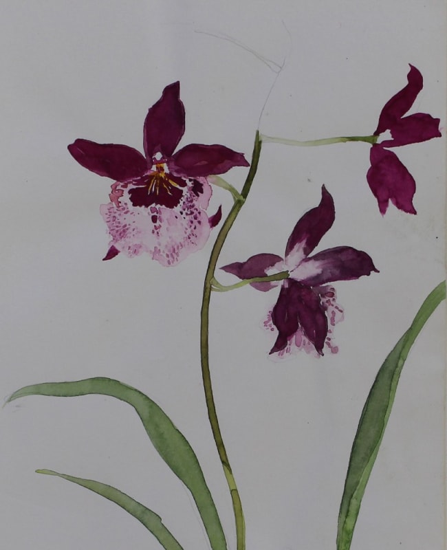 Elizabeth Blackadder, Sketchbook