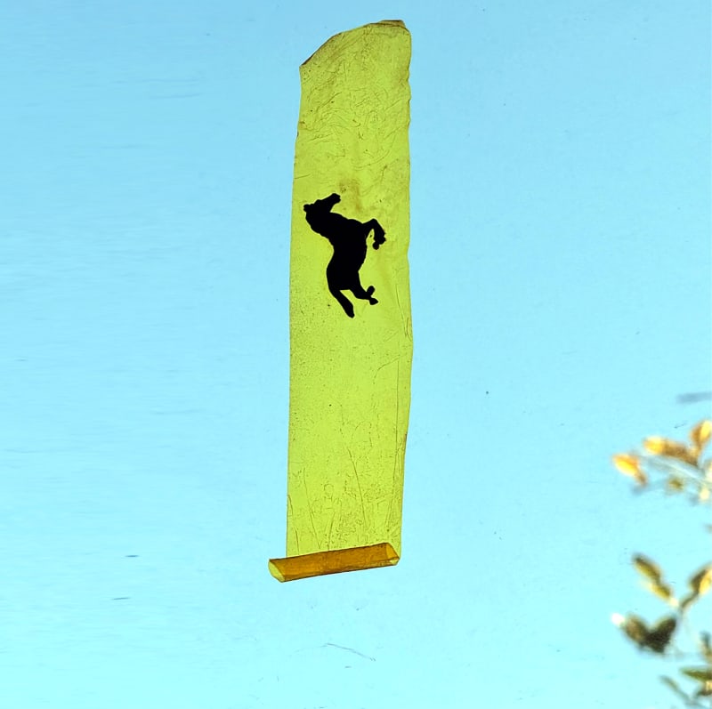Lou Hubbard, ​Galloping vertical tape, 2025, polyimide adhesive tape, 6cm rubber horse, glass 25 x 5 x 1 cm