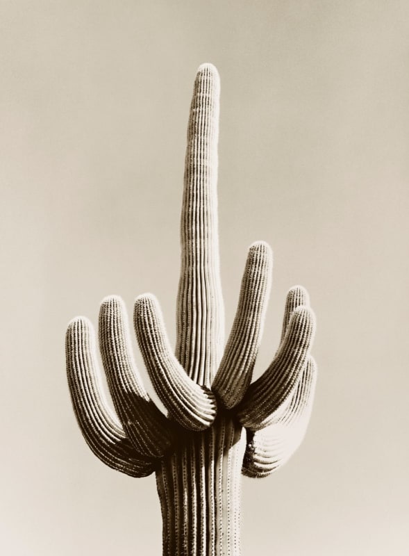 'Cactus C' archival pigment print paper size A: 16 x 20 inches / 40 x 50 cm approx. paper size B: 20 x 24 inches / 50 x 60 cm approx. paper size C: 28 x 35 inches / 71 x 89 cm approx. paper size D: 35 x 47 inches / 88 x 119 cm approx. paper Size E: 44 x 65 inches / 112 x 165 cm approx. 5 editioned sizes with 25 prints per size signed and dated by the artist