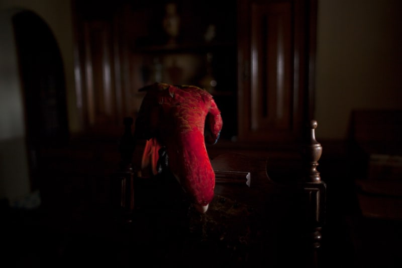 João Castilho Arara vermelha I, 2015 impressão a jato de tinta sobre papel 100 x 150 cm edição: 5 Série: Zoo