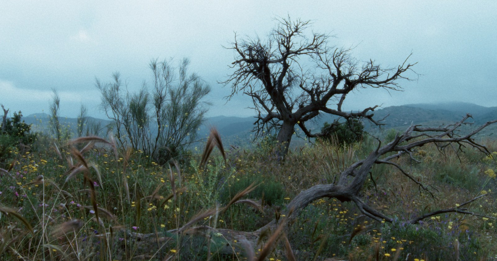 Philippe Parreno’s cinematic landscape