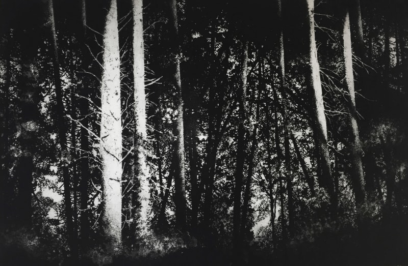 Tisbury Woods