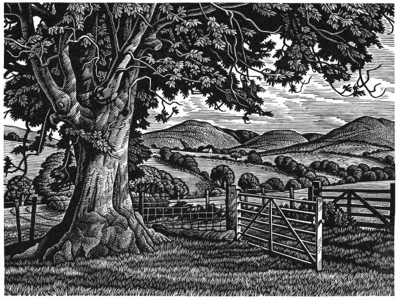 Wayside Ash Tree