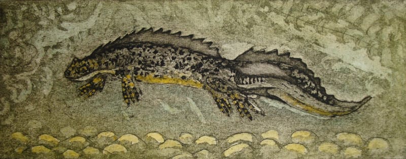 Newt